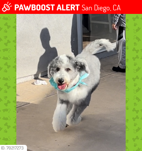 Lost Female Dog last seen Marcwade dr, San Diego,Ca 92154, San Diego, CA 92154