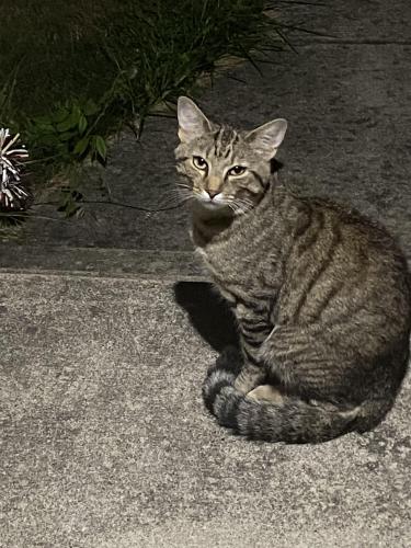 Lost Male Cat last seen Near Kodiak bar / restaurant , Charleroi, PA 15022