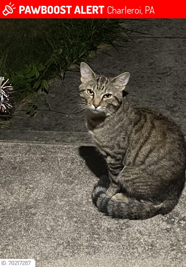 Lost Male Cat last seen Near Kodiak bar / restaurant , Charleroi, PA 15022
