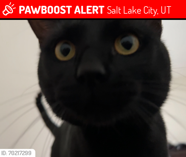 Lost Male Cat last seen Seasons at Pebbles creek apmts , Salt Lake City, UT 84104