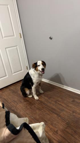 Lost Male Dog last seen Maple springs access rd, Independence County, AR 72571