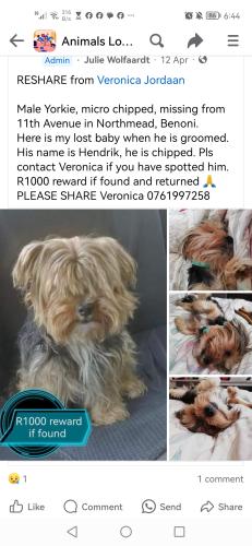 Lost Male Dog last seen 11th Avenue, Northmead , Benoni, GP 1501