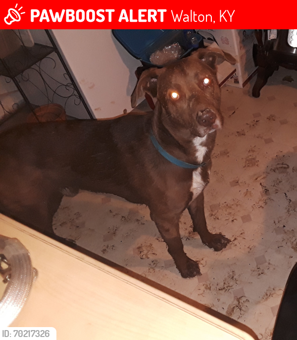 Lost Male Dog last seen Richwood frogtown connector, Walton, KY 41094