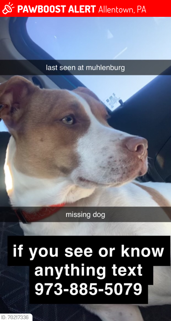 Deceased Female Dog last seen Liberty Street at around 9:30 pm est was when she was last seen, Allentown, PA 18102