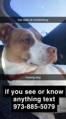 Lost Female Dog last seen Liberty Street at around 9:30 pm est was when she was last seen, Allentown, PA 18102