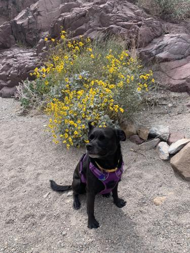 Lost Female Dog last seen Rue Grimaldi Way, lake Las Vegas, Henderson, NV 89011