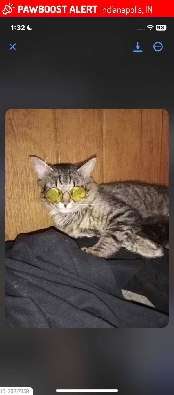 Lost Male Cat last seen 11th and beville ave, Indianapolis, IN 46201