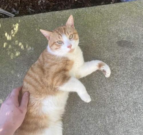 Lost Male Cat last seen Between Hst and Dst on 8th street in Blaine, Blaine, WA 98230