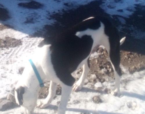 Lost Male Dog last seen Clowards Sportsman's Access , Iona, ID 83427