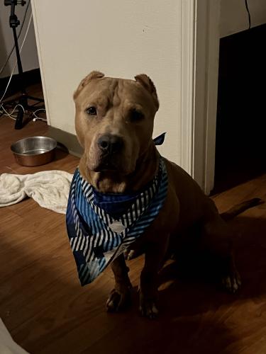 Lost Male Dog last seen Duchess Cafe and Grill, Lawrenceville, GA 30045