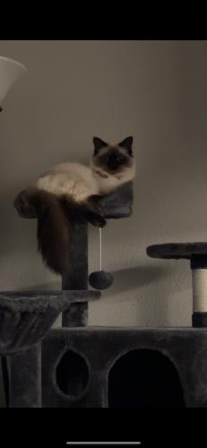 Lost Female Cat last seen Cochran and palmquist the arden apmts, Gresham, OR 97080