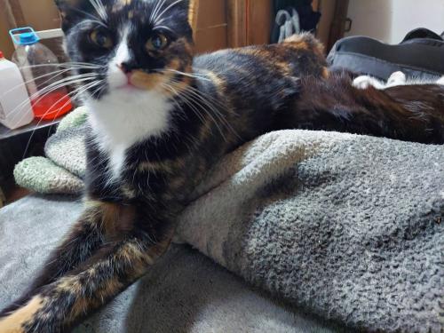 Lost Female Cat last seen Village Dr. By the municipal building, Hunlock Township, PA 18621