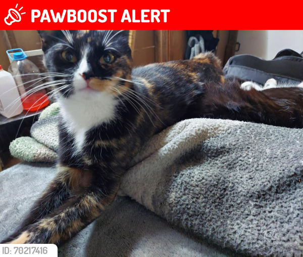 Lost Female Cat last seen Village Dr. By the municipal building, Hunlock Township, PA 18621