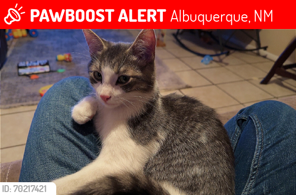 Lost Male Cat last seen Near fresam st, Albuquerque, NM 87121