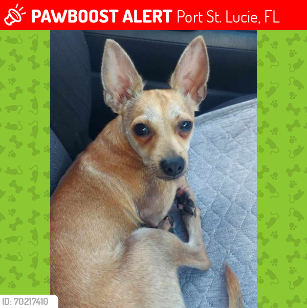 Lost Male Dog last seen Near NW Bayard Ave Port St Lucie FL - Near NW Bayshore Blvd, Port St. Lucie, FL 34983