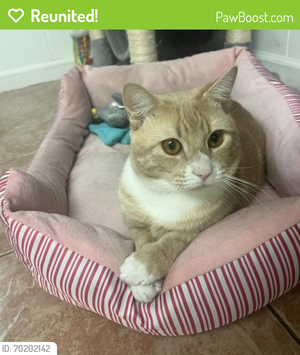 Reunited Male Cat last seen BP Gas Station by exit 2 on 287, Elmsford, NY 10523