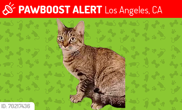 Lost Female Cat last seen Gladstone Street and Terra Bella, Los Angeles, CA 91342
