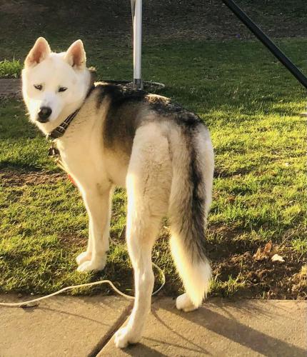 Lost Male Dog last seen sherry ln and alpine dr, Green Bay, WI 54302