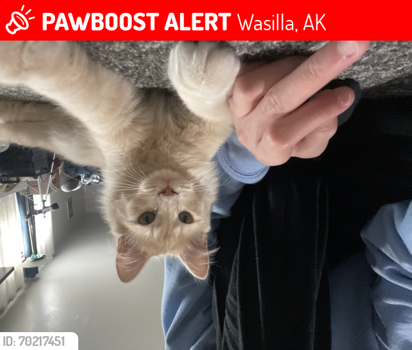 Lost Male Cat last seen East Neil Circle, Wasilla, Alaska, Wasilla, AK 99654