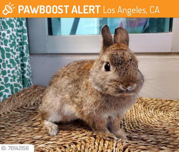 Shelter Stray Male Other last seen , Los Angeles, CA 90025
