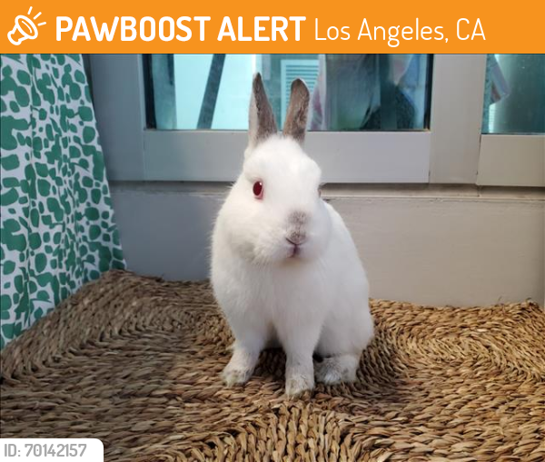 Shelter Stray Male Other last seen , Los Angeles, CA 90025