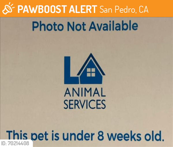 Shelter Stray Female Cat last seen , San Pedro, CA 90731