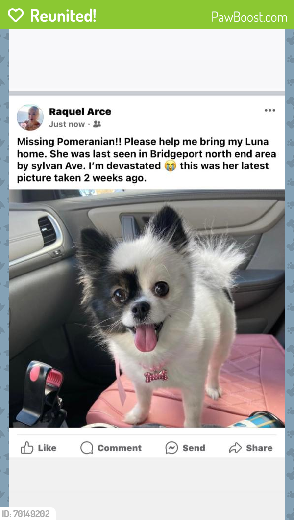 Reunited Female Dog last seen Sylvan avenue bridgeport north end , Bridgeport, CT 06606