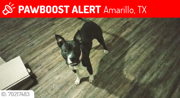 Lost Female Dog last seen River road and Bonita st, Amarillo, TX 79107