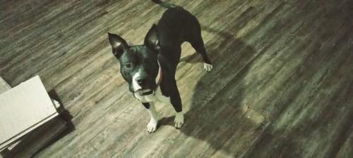 Lost Female Dog last seen River road and Bonita st, Amarillo, TX 79107