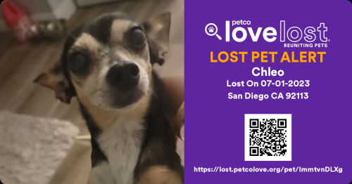 Lost Female Dog last seen Cottonwood St and Yama, San Diego, CA 92113