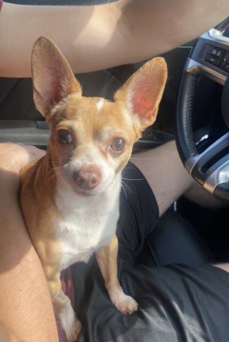 Lost Male Dog last seen McKinley & 76th Place, Los Angeles, CA 90001