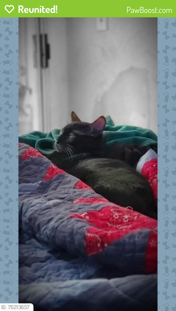Reunited Male Cat last seen Near vincent avenue, Troy, OH 45373