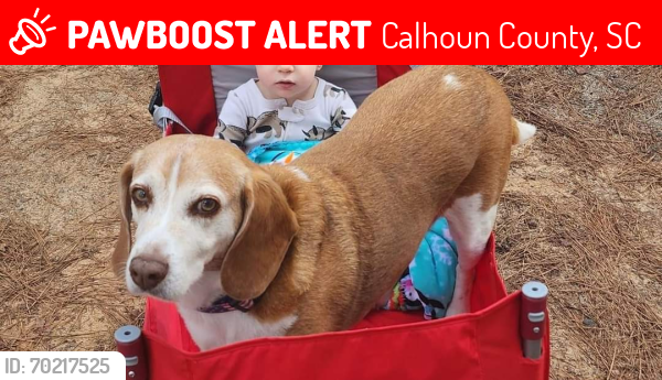 Lost Male Dog last seen Wannaridge Rd, Sunny Plain Rd, Big Beaver Creek Rd, Crider Pond Rd, Calhoun County, SC 29135