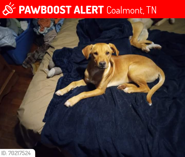 Lost Female Dog last seen Subway , Coalmont, TN 37313