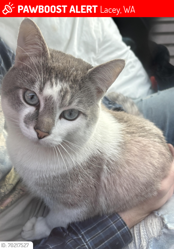 Lost Male Cat last seen Skyomish and hoe st , Lacey, WA 98503