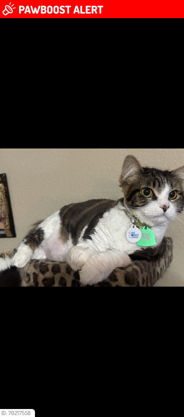 Lost Female Cat last seen County road 505 of (Woden road 2259), Nacogdoches County, TX 75961