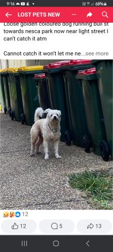 Lost Male Dog last seen Greenslopes St nesca Park , Bar Beach, NSW 2300