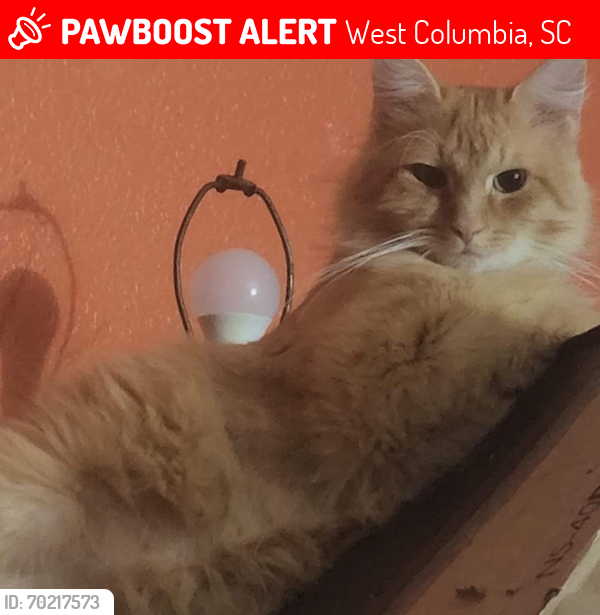 Lost Male Cat last seen Near Augusta Rd West Columbia 29169, West Columbia, SC 29169