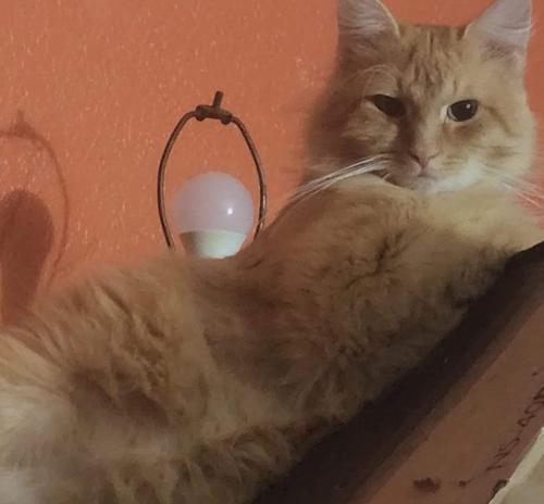 Lost Male Cat last seen Near Augusta Rd West Columbia 29169, West Columbia, SC 29169