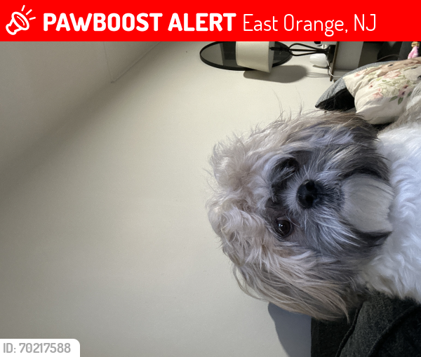 Lost Male Dog last seen Park Ave and Washington Street by Beechwood apmts, East Orange, NJ 07017