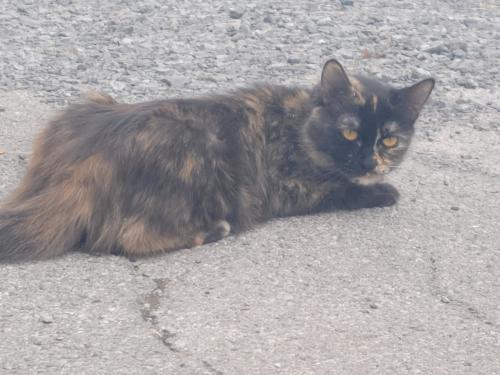 Lost Female Cat last seen Eagle Street & Hillview Drive, Utica, NY 13501