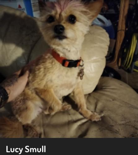 Lost Female Dog last seen By the Bank of America by Washington and copper, Albuquerque, NM 87108