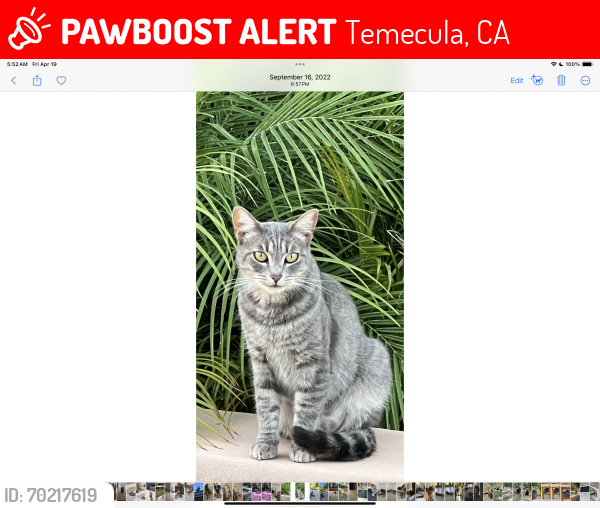 Lost Female Cat last seen Via Norte and Calle Torcida. Temecula 92591, Temecula, CA 92591