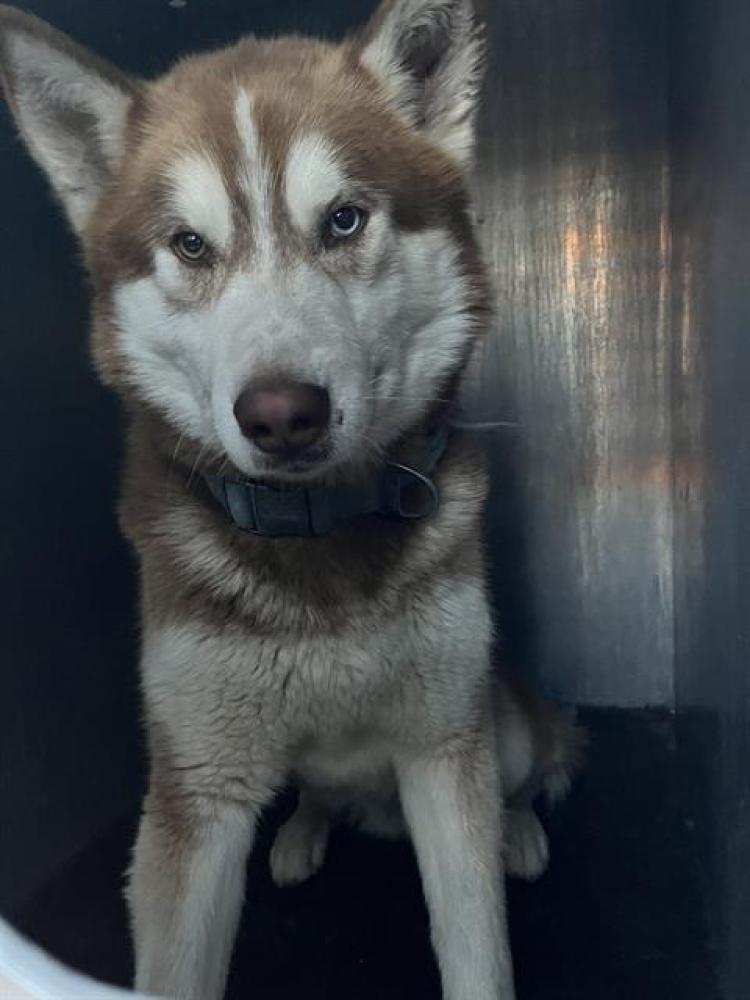 Shelter Stray Male Dog last seen Near BLOCK W 2640 S, WEST VALLEY CITY UT 84119, West Valley City, UT 84120