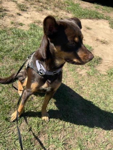 Lost Female Dog last seen Near Sunshine Rd, Irvington, AL 36544