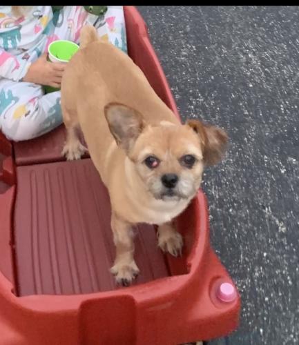 Lost Female Dog last seen Thorton and macgregor, Lockport Township, IL 60441