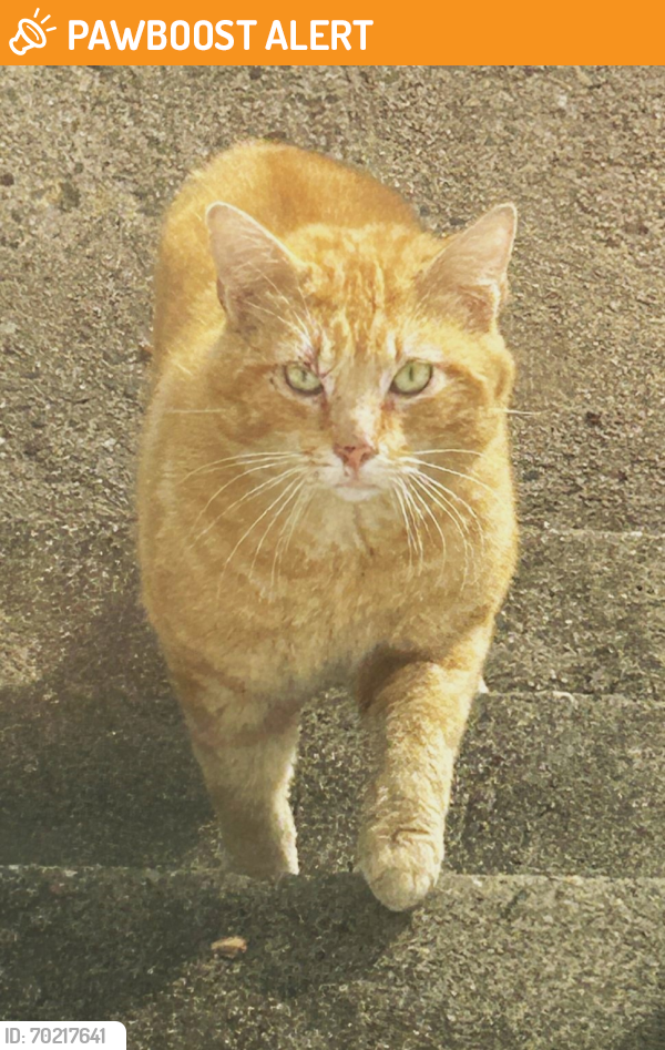 North Brunswick Township, NJ Stray Male Cat Found Near Mare Haven Court ...