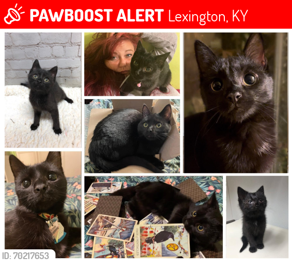 Lost Male Cat last seen Tiverton, Lexington, KY 40507