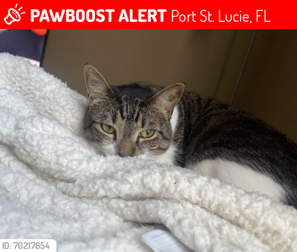 Lost Male Cat last seen Oak hammock k-8 school , Port St. Lucie, FL 34953