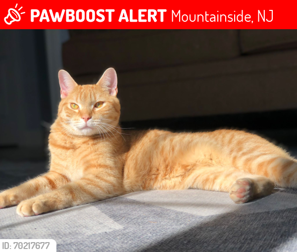 Lost Female Cat last seen Garret Ave, Mountainside, NJ 07092